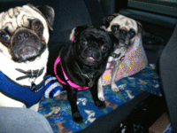 thepugs!.gif