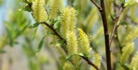 trk6-willow-flowers-banner_67085_1.jpg