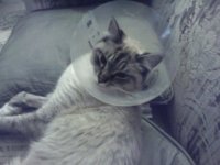 conehead.jpg