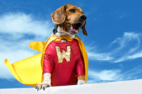 hero-dog.jpg