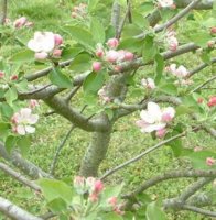 AppleBlossom.jpg