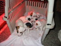 puppies118.jpg