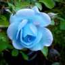 bluerose2