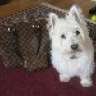 Westie LV'er