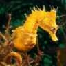 sparklyseahorse