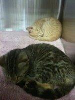 MSH shelter kitties.jpg