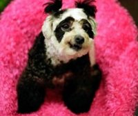 bichon panda.jpg