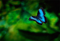 blue-morpho-butterfly-1156683-ga.jpg