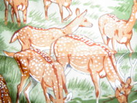 deer white.JPG