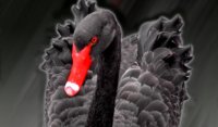 A-Black-Swan.jpg