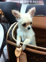 purseforumpuppy1.jpg