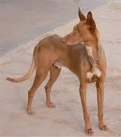 ibizan hound.jpeg