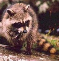 raccoon.jpg