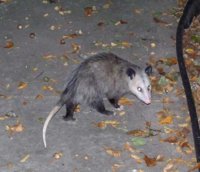 possum.jpg