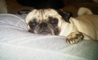 IMG00082-20100604-1046.jpg