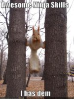 funny-pictures-ninja-skills-squirrel.jpg
