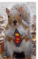 FunnySquirrels006.jpg
