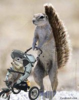 squirrel_mom.jpg