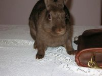 HoneyBunnyEaster 009.JPG