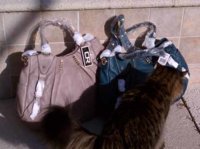 oryany cat.jpg