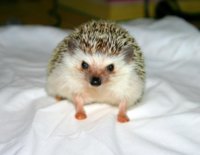 IMG_0003a hedgie (Medium).jpg IMG_0003a hedgie (Medium).jpg