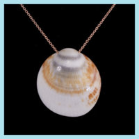 shell2 love colour, placement.jpg