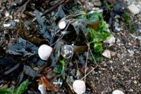 shell necklace 2.jpg