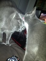 tucky and ladyB.jpg