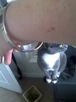 cartier3.jpg