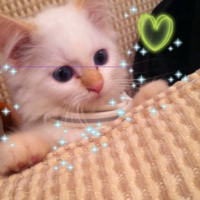 image-3649995820.png