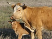 cows 015.JPG