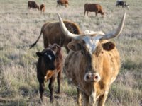 cows 010.JPG
