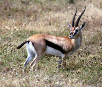 antelope.jpg