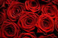 red-roses-photo.jpg