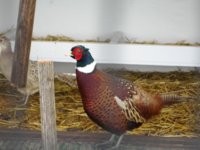 pheasant 002.JPG