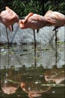 375237389-gay-flamingos-pick-chick.jpg 375237389-gay-flamingos-pick-chick.jpg