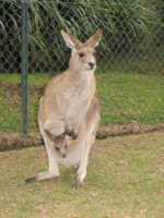 Kangaroo & joey 3.jpg