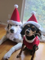 Max & Remy Christmas32011.jpg