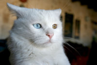 enhanced-buzz-21272-1344450070-11.jpg