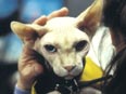 mrbigglesworthhairless_thumbnail.jpg