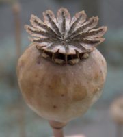 poppyseedpod.jpg