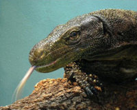 monitor_lizard.jpg