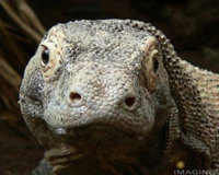 komodo_dragon lizard.jpg