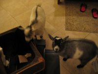 cavalcadour, nails, goats 010.JPG