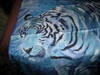 Tiger Bengal face med.jpg