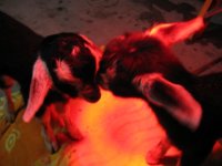 Chevre's Babies 008.JPG