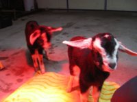 Chevre's Babies 007.JPG