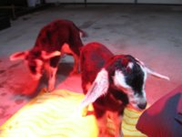 Chevre's Babies 006.JPG