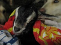 Chevre's Babies 004.JPG