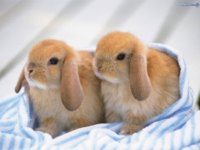 baby bunnies.jpg